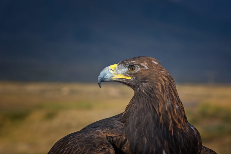 Golden Eagle Portrait, Kyrgyzstan
