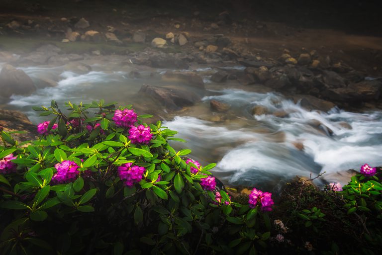 River and Flowers, Sikkim Monsoon