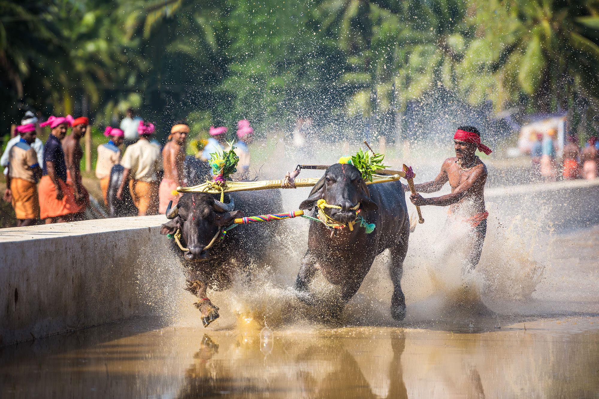 Kambala, buffaloes race , Karnataka