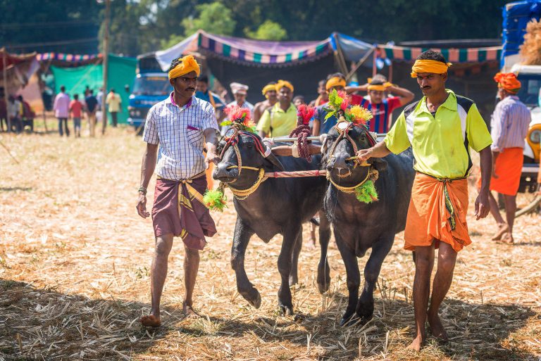 Kambala, buffaloes race , Karnataka