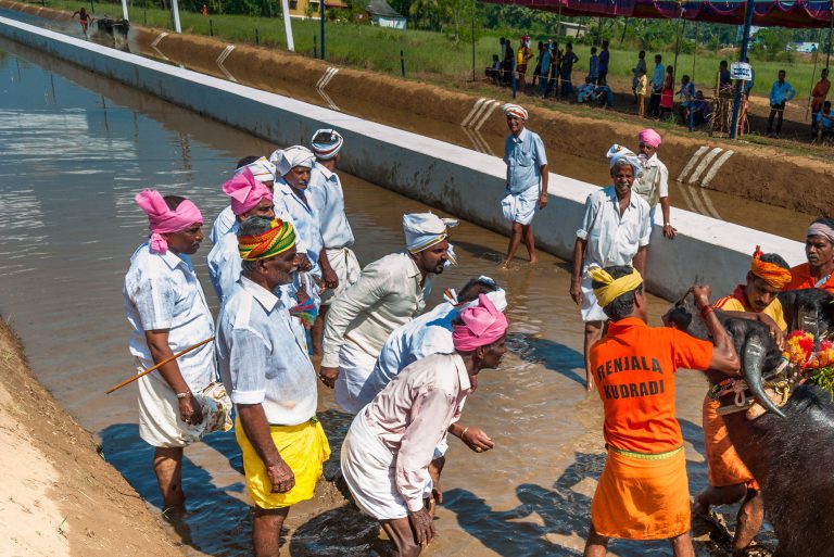 Kambala, buffaloes race , Karnataka