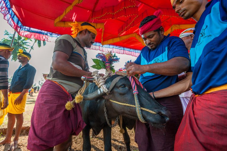 Kambala, buffaloes race , Karnataka