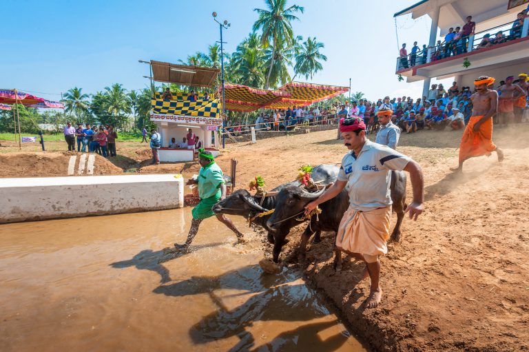 Kambala, buffaloes race , Karnataka