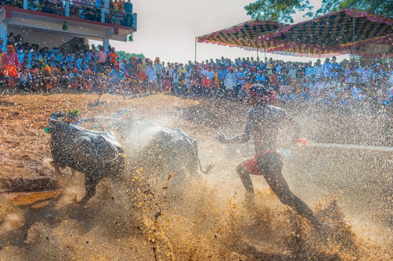 Kambala, buffaloes race , Karnataka