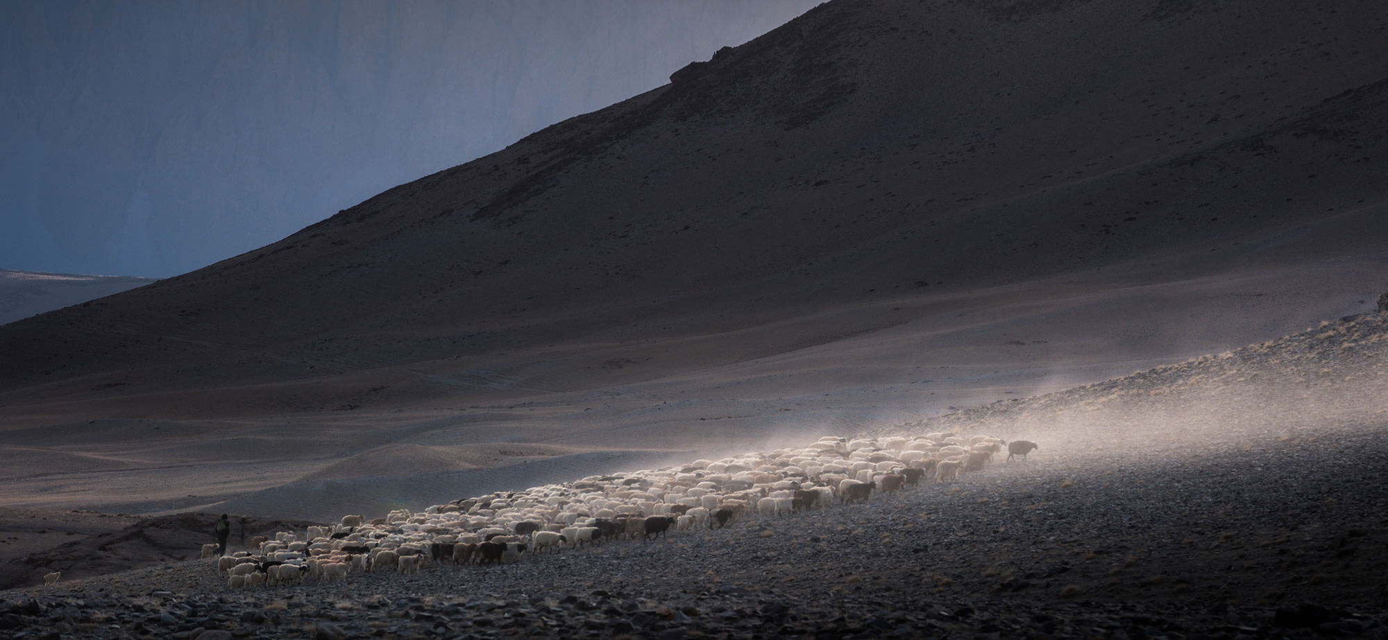 Changthang and Changpa Nomads Pashmina goats, Ladakh