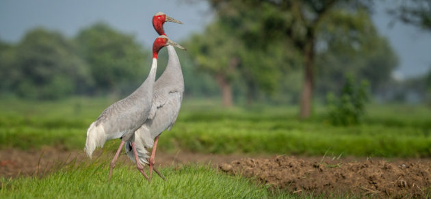 Sarus Crane Couple, Gujarat