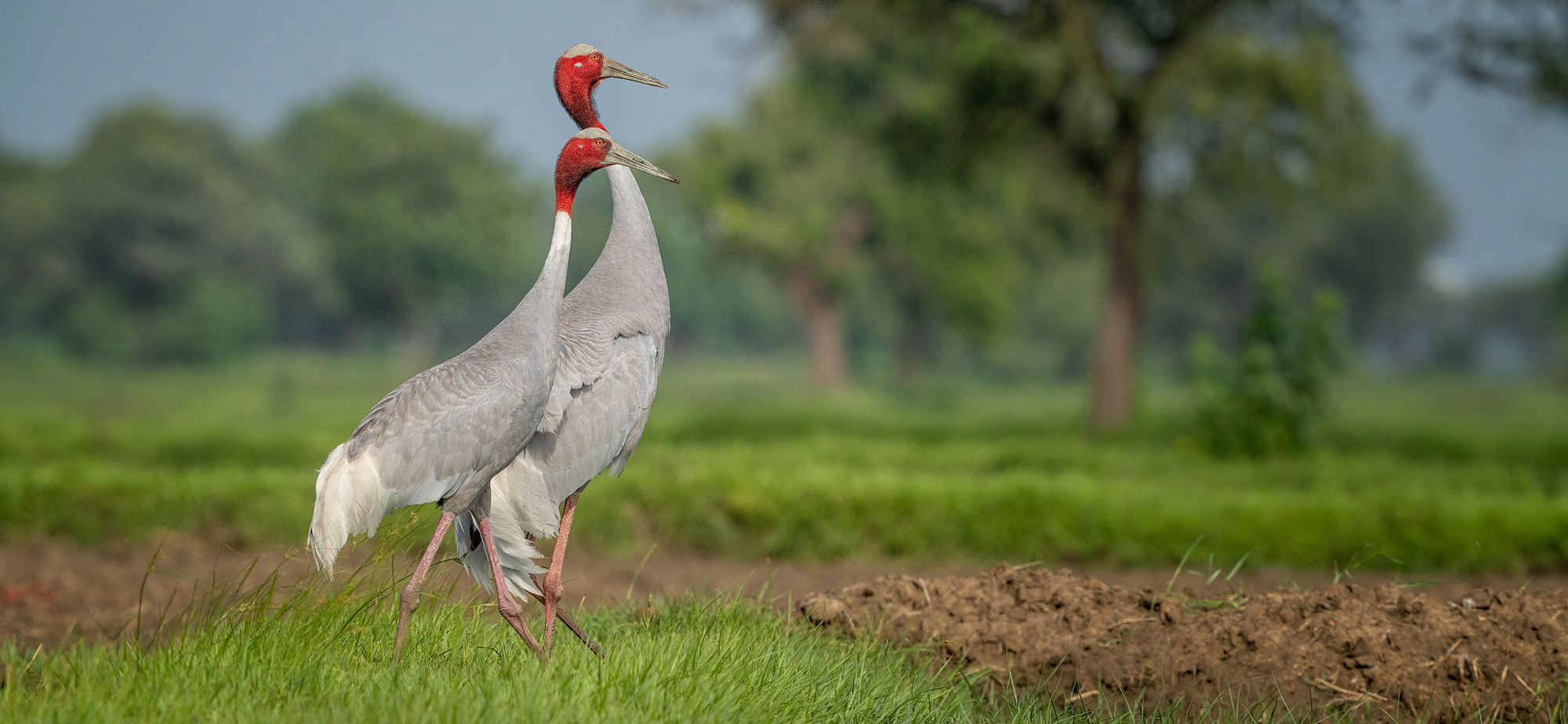 Sarus Crane Couple, Gujarat