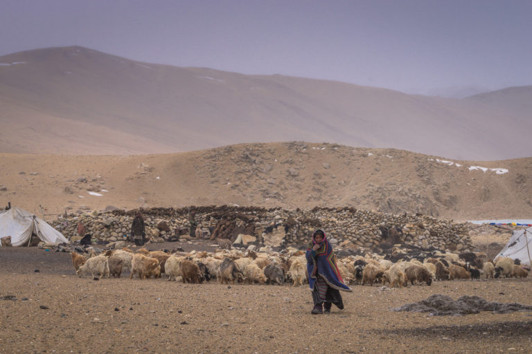 Changpa woman with her pashmina goats in winter