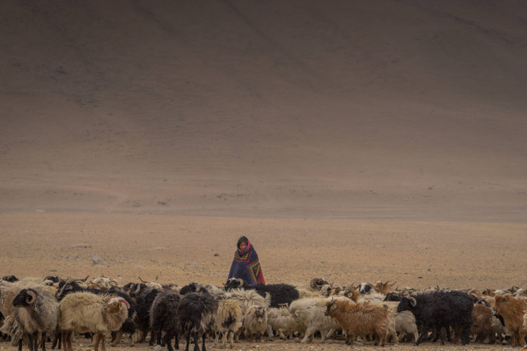Changpa woman with her pashmina goats in winter