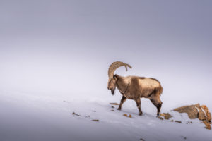 Ibex in Kibber National Park