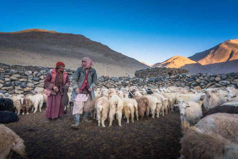 Changpa Woman, milking pashmina goats