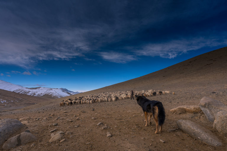 Changpa Nomad going out