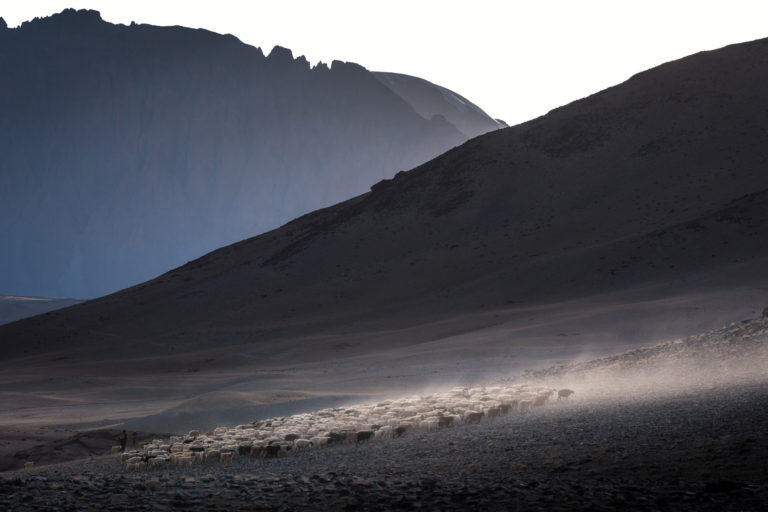 Changthang and Changpa Nomads, Ladakh