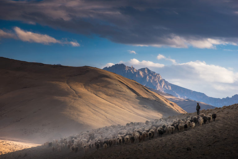 Changthang and Changpa Nomads Pashmina goats, Ladakh