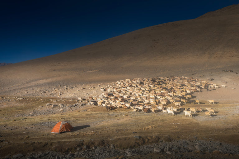 Changpa Nomads going out in morning