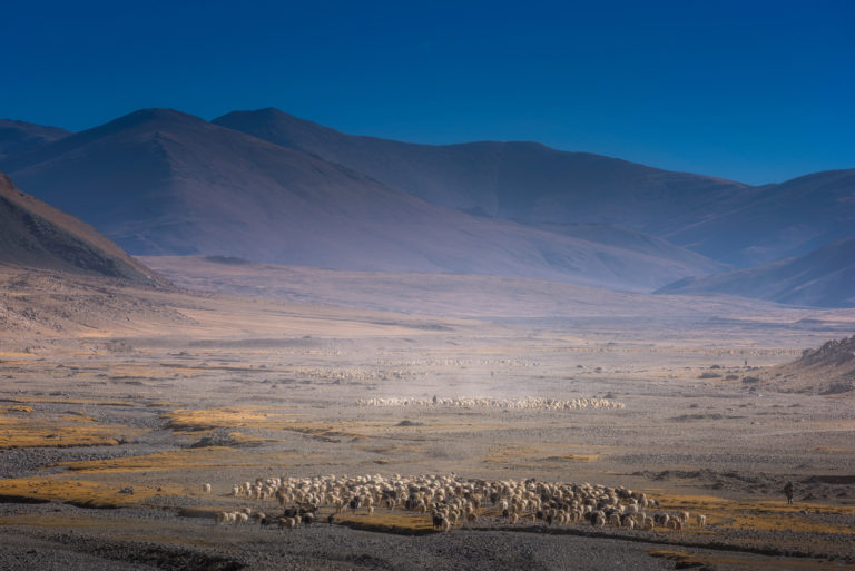 Changthang and Changpa Nomads Pashmina goats, Ladakh