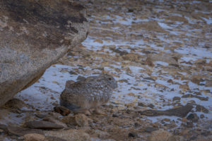 Woolly Hare in winter, Ladakh