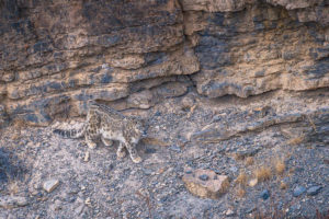 Snow Leopard in Spiti Valley