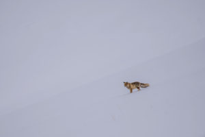 Red fox in snow field, Himalayas