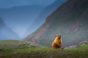 Curious Marmot, Ladakh