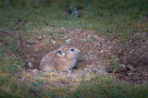 Pika, Ladakh