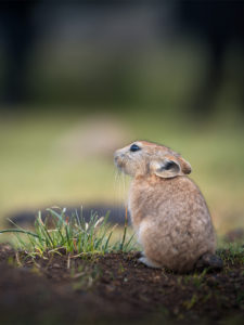 Pika, Ladakh