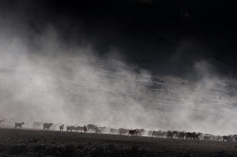 Morning Dust Cloud by Cashmere Goats, Ladakh