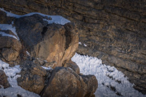 Snow Leopard Hiding within rocks, Kibber