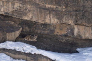 Snow Leopard Hiding within rocks, Kibber