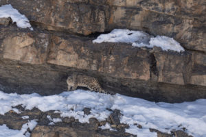 Snow Leopard Hiding within rocks, Kibber