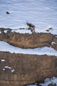 Ibex in Kibber National Park