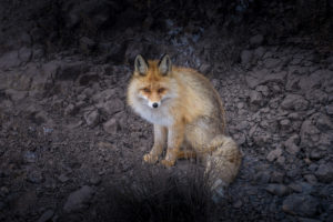 Red Fox, Himalayas