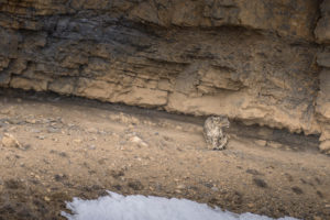 Snow Leopard Hiding within rocks, Kibber