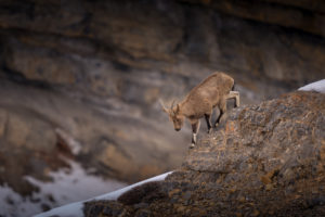 Ibex in Kibber National Park