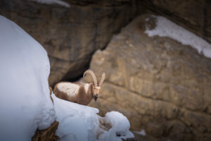 Ibex in Kibber National Park