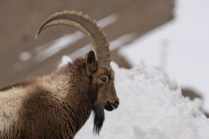 Portrait of Ibex, Himalayas
