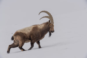 Portrait of Ibex, Himalayas