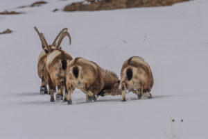 Friendly fight Ibex, Himalayas