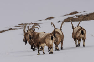 Friendly fight Ibex, Himalayas