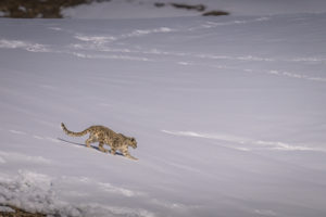 Snow Leopard in snow field, Himalayas