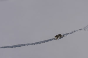 Snow Leopard in snow field, Himalayas