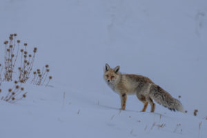 Red Fox in Snow Field, Kibber