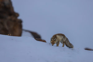 Red Fox in Snow Field, Kibber