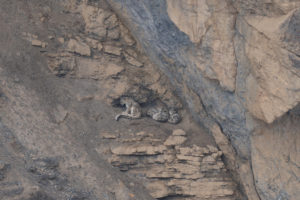 Snow Leopard Mother and three cubs, Kibber