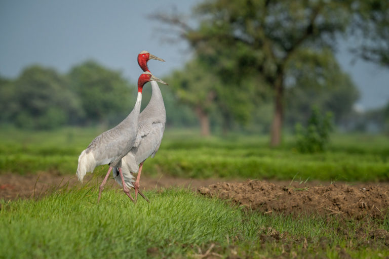 Sarus Crane Couple, Gujarat