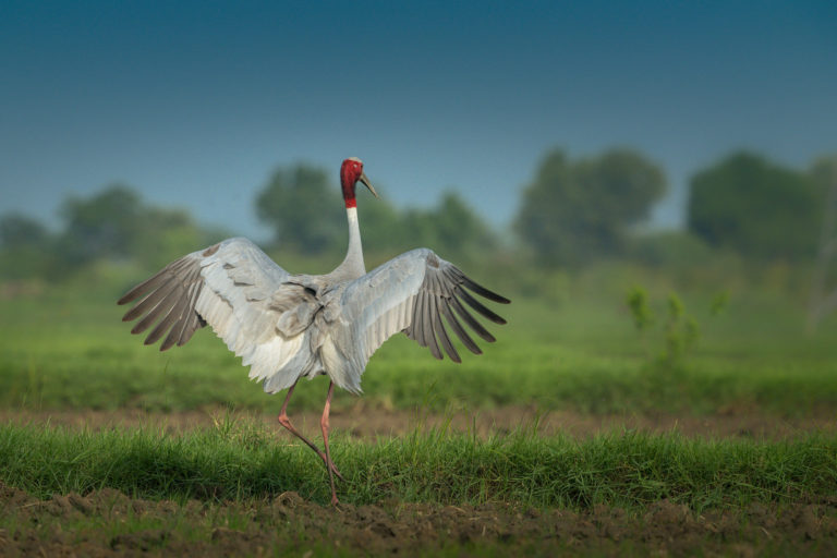 Sarus Crane ready to fly, Gujarat