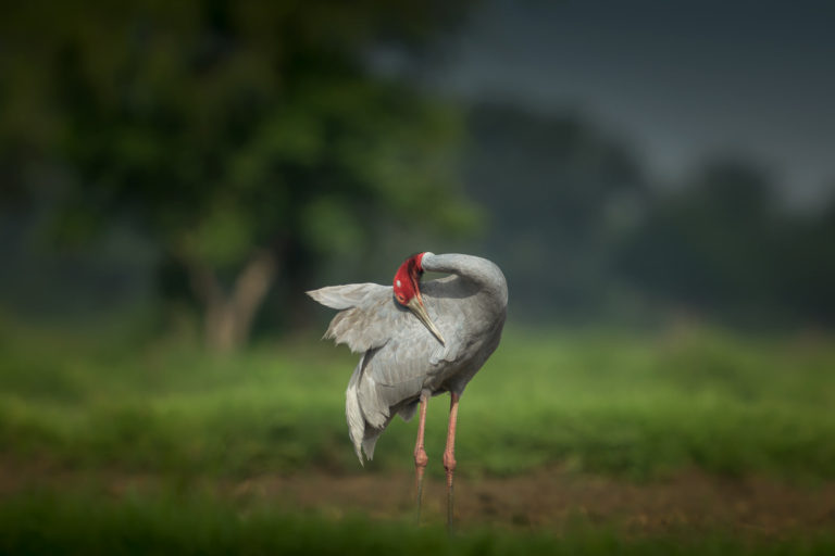 Sarus Crane Grooming, Gujarat