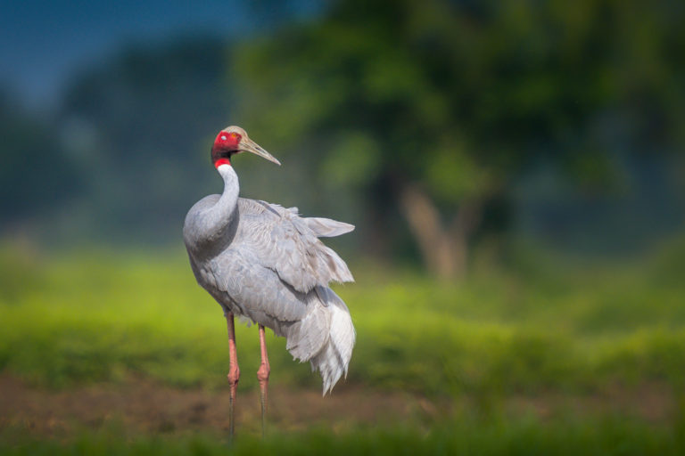 Sarus Crane Full Portrait, Gujarat