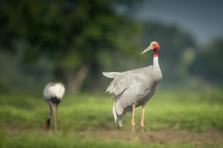 Sarus Crane Couple, Gujarat