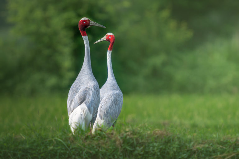 Sarus Crane Couple, Gujarat